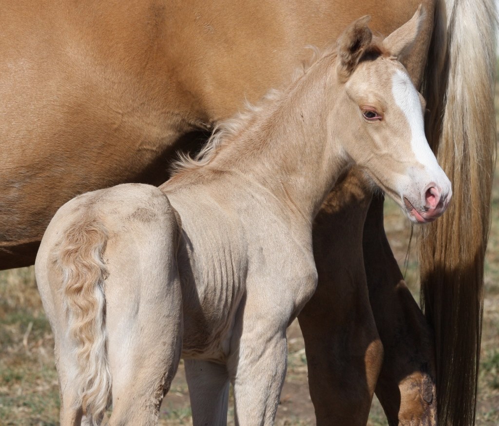 palomino colt warmblood foal.jpg